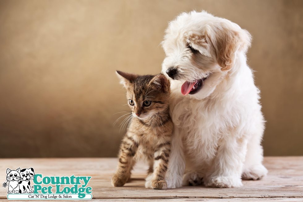 Country Pet Lodge Pet Boarding, Pet Grooming, Dog Daycare Country