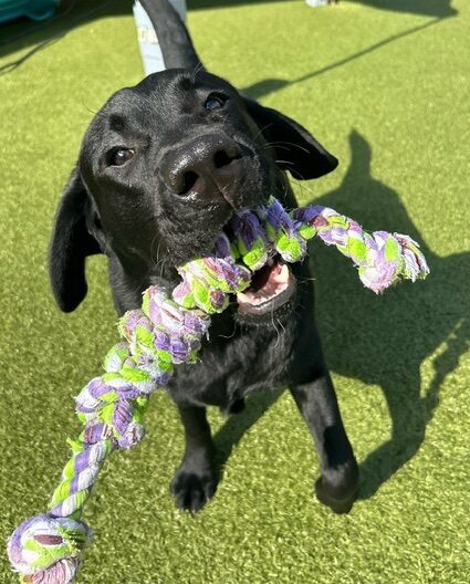 Dog Daycare Lindenwold NJ