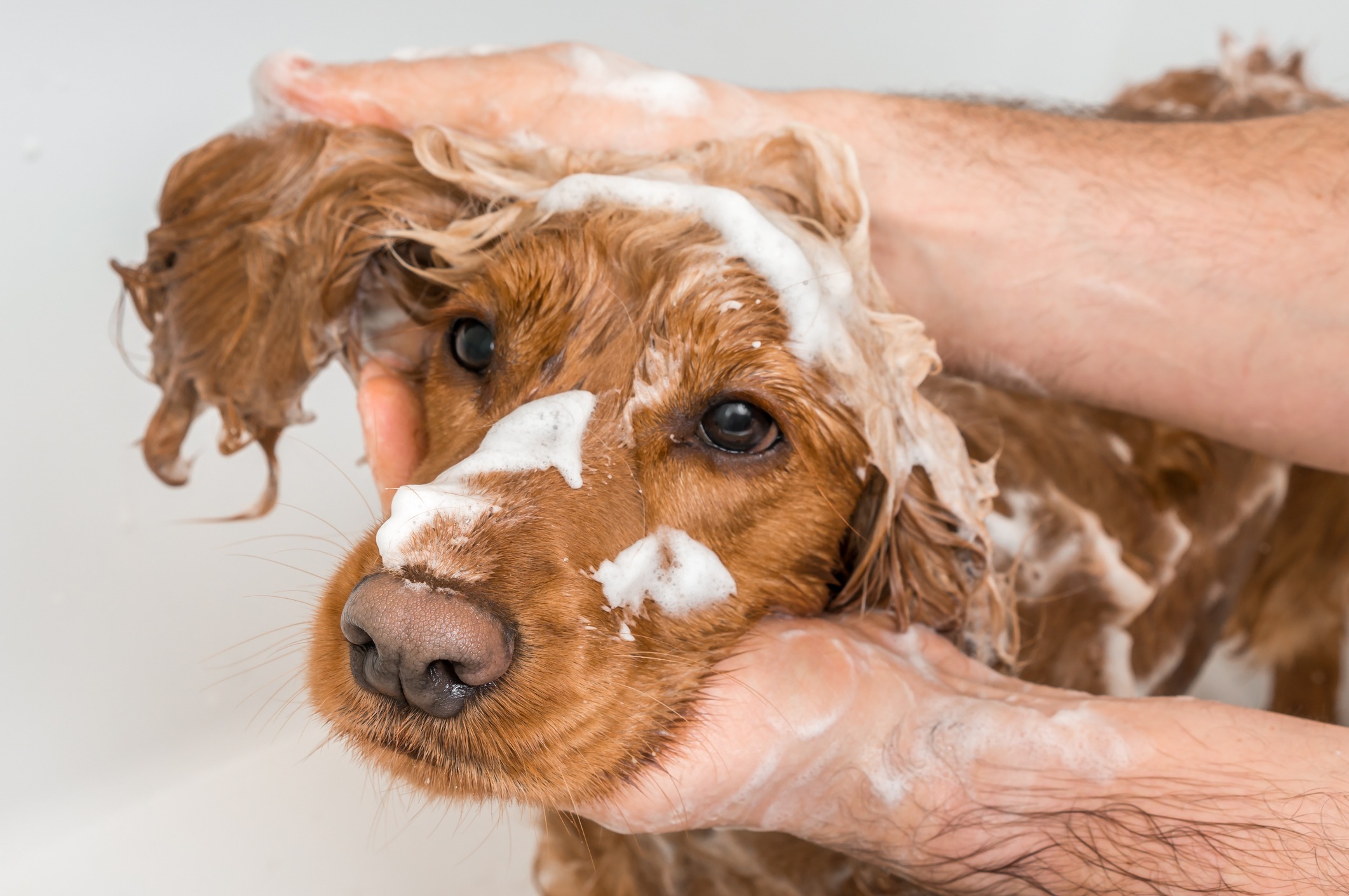 Pet Grooming Lindenwold NJ