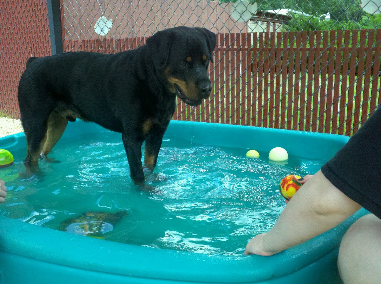 Dog Daycare Lindenwold NJ