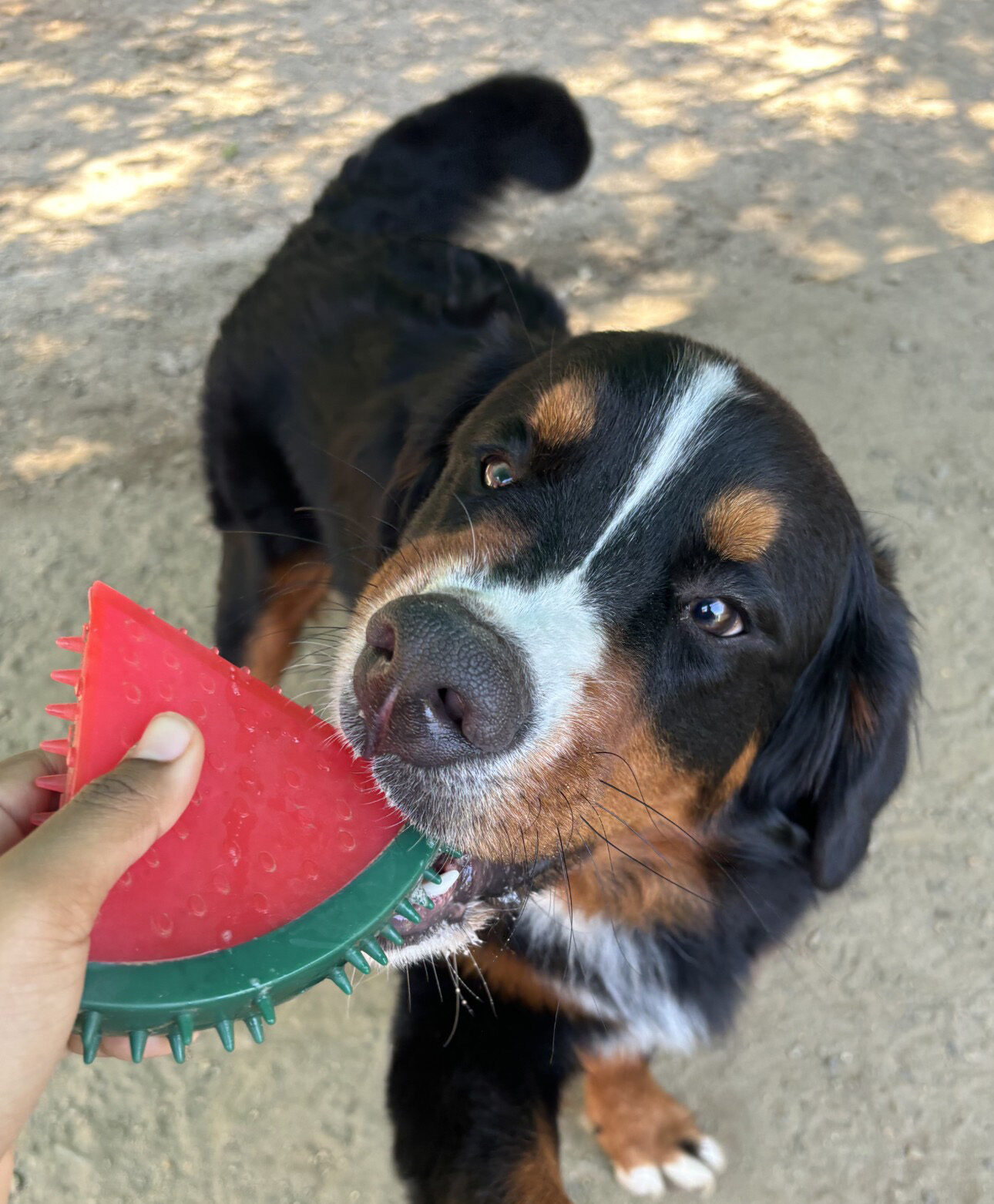 Dog Boarding Lindenwold, NJ
