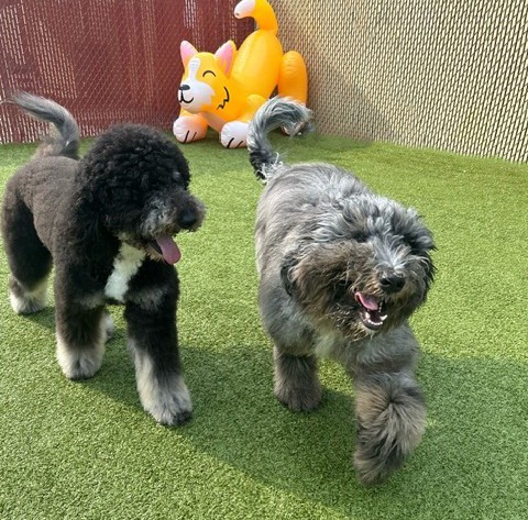 Dog Daycare Lindenwold NJ