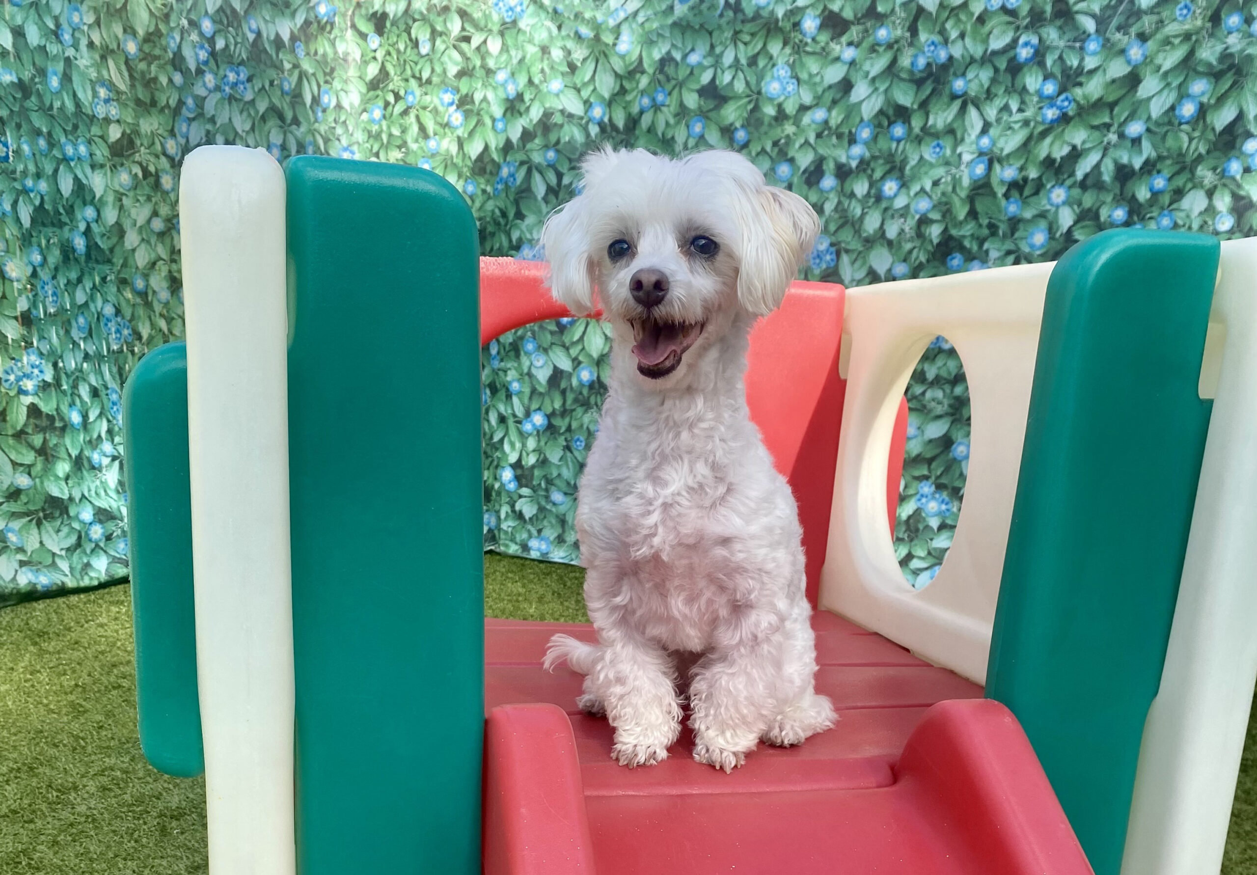 Dog Boarding Lindenwold, NJ