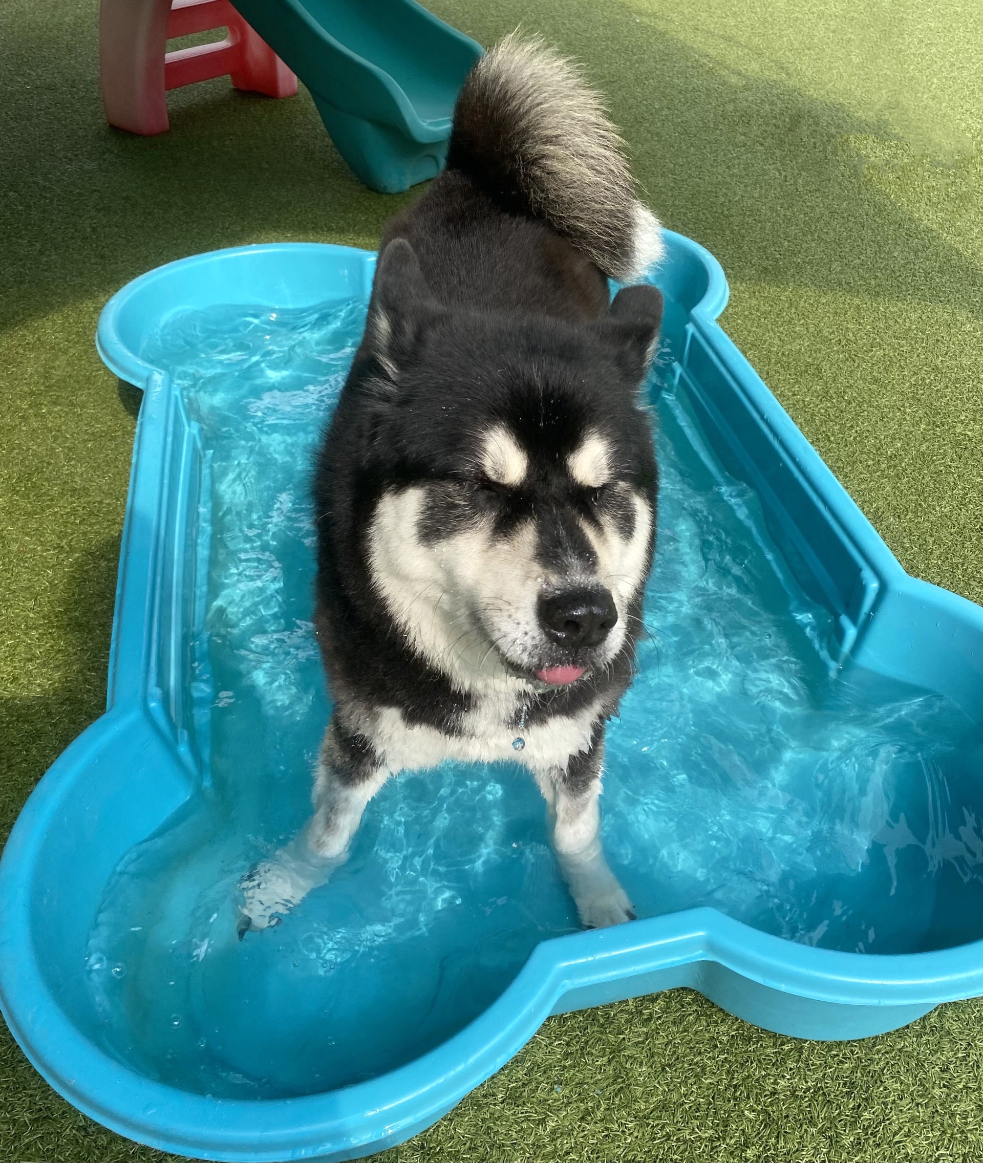 Dog Boarding Lindenwold, NJ