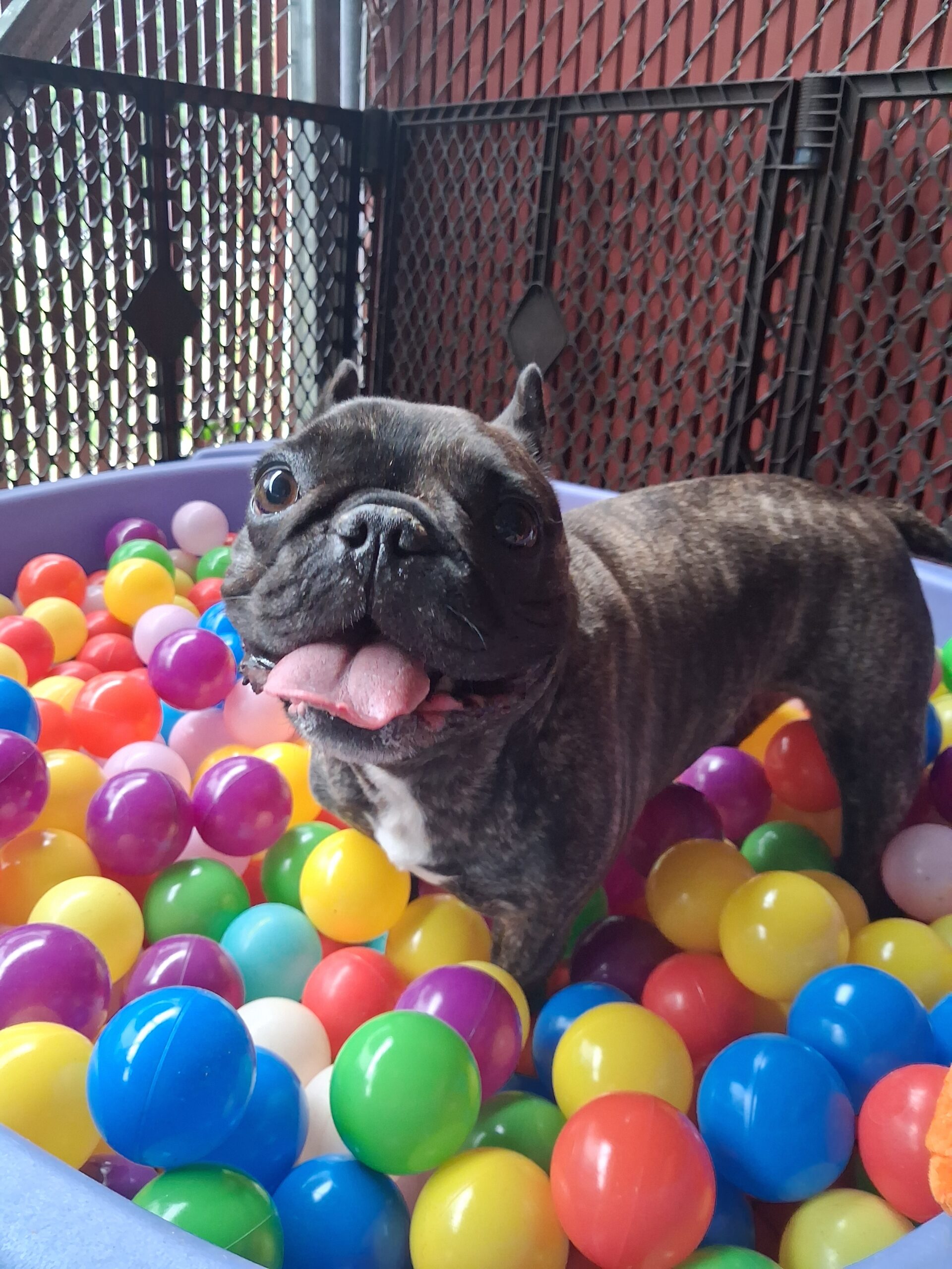 Dog Daycare Lindenwold NJ