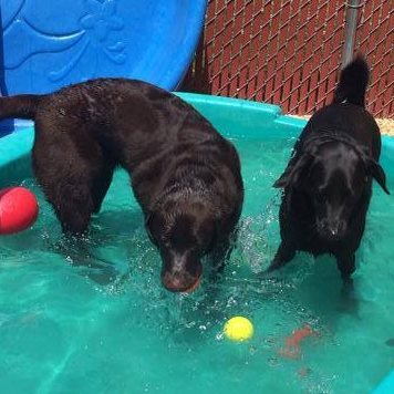 Dog Daycare Lindenwold NJ